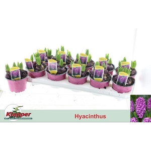 HYACIN PURPLE SENSATION P12