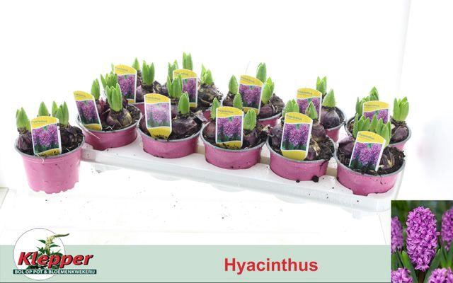 <h4>HYACIN PURPLE SENSATION P12</h4>