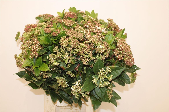 <h4>Vib Bloei Per Bos</h4>