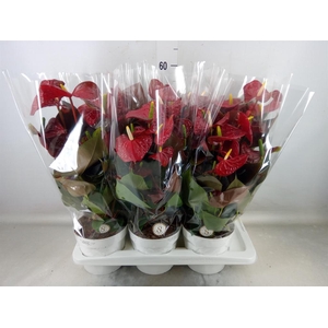 Anthurium andr. 'Coral Champion'