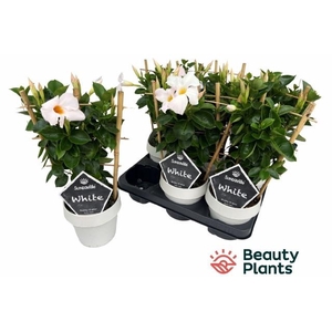 MANDE SUN WHITE