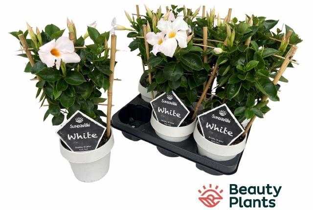 <h4>MANDE SUN WHITE</h4>