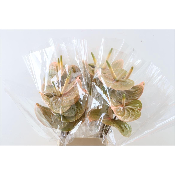 <h4>Anth A Prestige</h4>