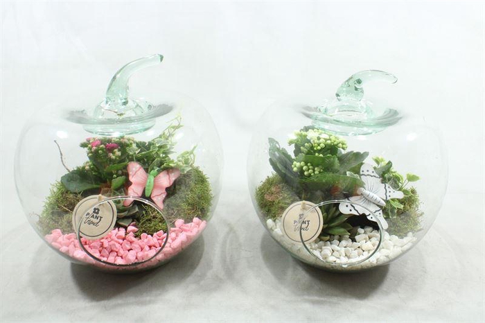 <h4>2335 XXL APPEL</h4>