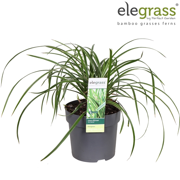 <h4>Carex morrowii 'Ice Dance' P14</h4>