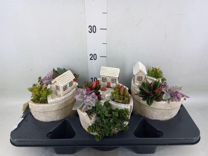 <h4>Arr.   Kamerplant Groen H%</h4>