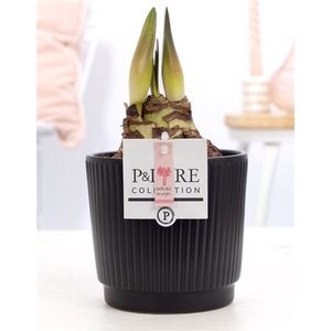 Hippeastrum pink in P&PURE Liv ceramics matt black