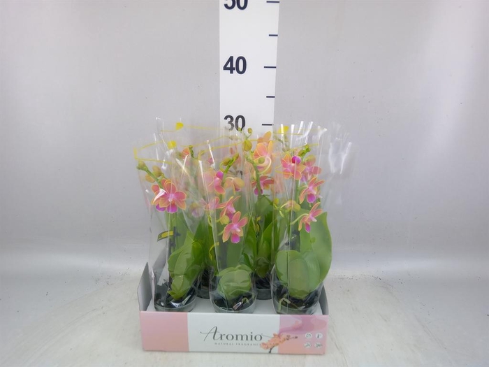 <h4>Phalaenopsis multi. ...yellow</h4>