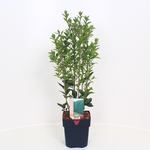 Ligustrum ovalifolium P17