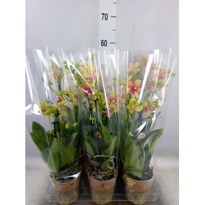 Phalaenopsis multi. 'Ant Grossetto'