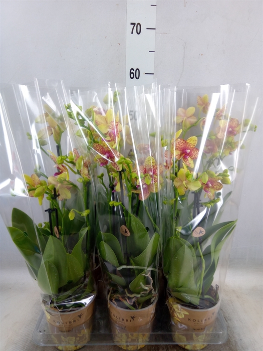 <h4>Phalaenopsis multi. 'Ant Grossetto'</h4>