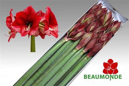 <h4>Hipp Ga Maestro</h4>