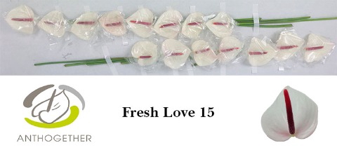 <h4>Anthurium Fresh Love</h4>