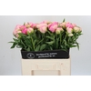 Paeonia Pink Giant