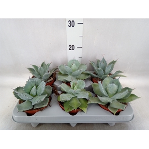 Agave potatorum