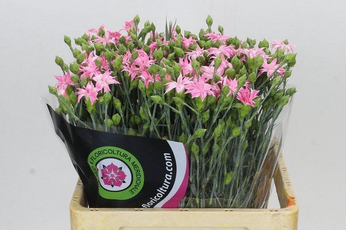 <h4>Dianthus Tr Select Cherry Tessino</h4>