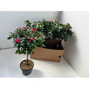 RHODO SI OV
