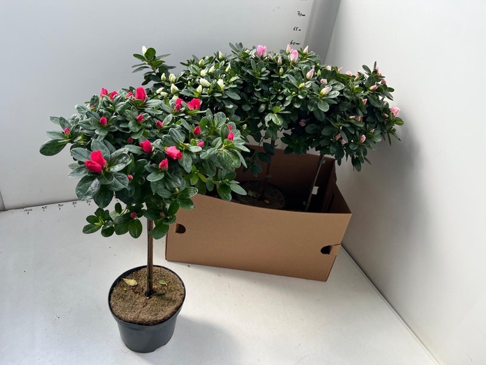 <h4>RHODO SI OV</h4>
