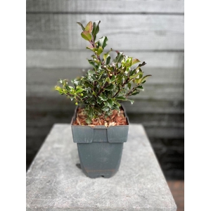 Ilex meserveae Blue Angel