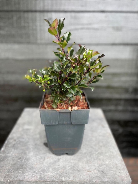 <h4>Ilex meserveae Blue Angel</h4>