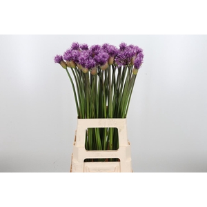 Allium Early Emperor