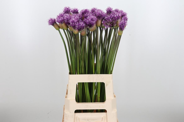 <h4>Allium Early Emperor</h4>