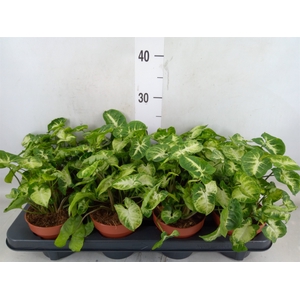Syngonium  'Pixie'