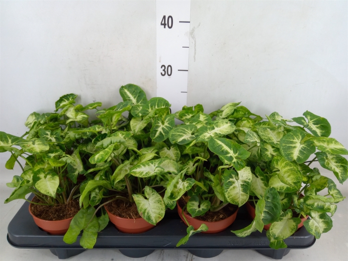<h4>Syngonium  'Pixie'</h4>