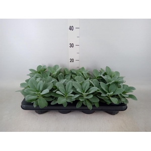 Senecio cephal. 'Mountain Fire'