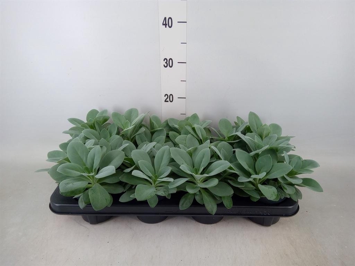 <h4>Senecio cephal. 'Mountain Fire'</h4>