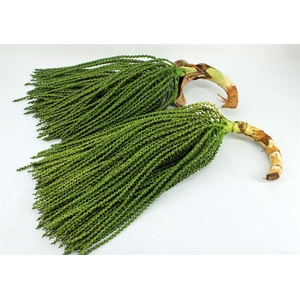 Caryota Stem Super