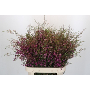 Chamelaucium Rotem