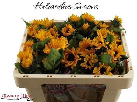 <h4>Heli Sunova</h4>