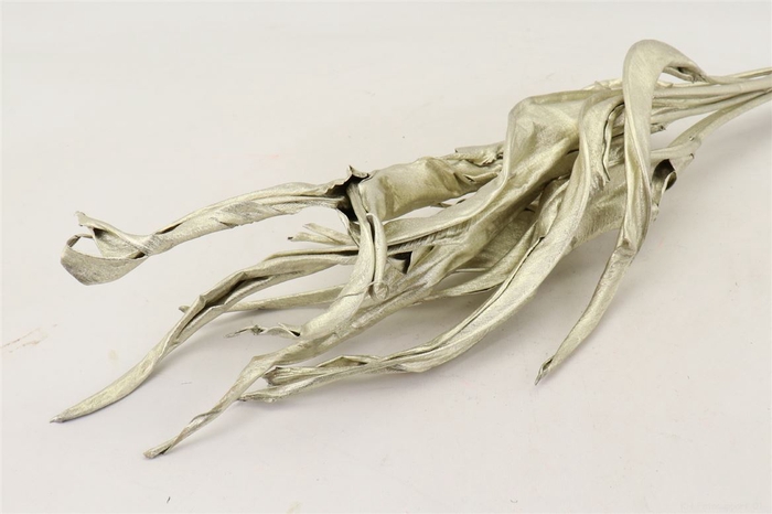 Dried Strelitzia Leaf L Platinum Stem Slv