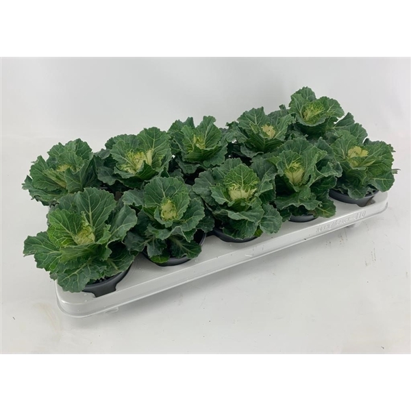 <h4>Brassica glad wit</h4>