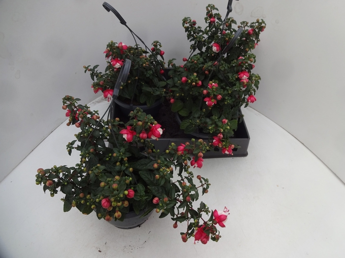 <h4>FUCHSIA GEM</h4>