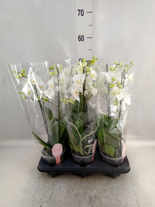 Phalaenopsis multi. 'FC Salt'