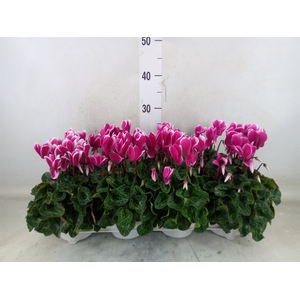 Cyclamen KL 'Compact Fuji'