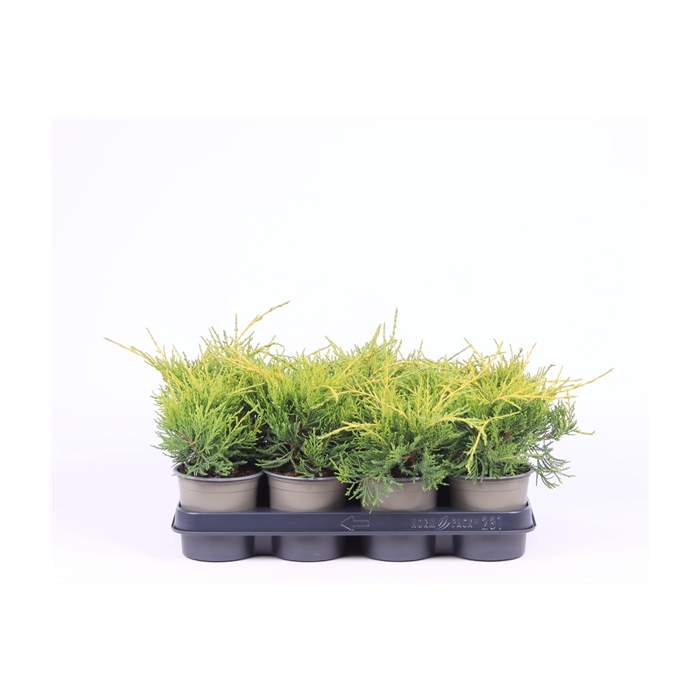 <h4>Juniperus x pfitzeriana 'Gold Coast'</h4>