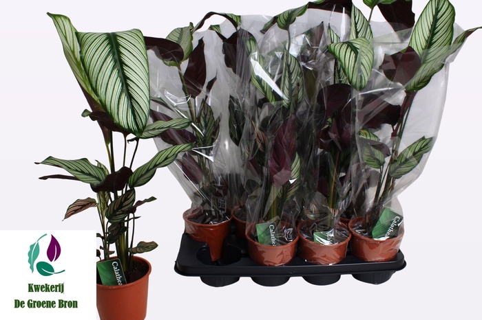 <h4>CALAT MA WHITESTAR</h4>