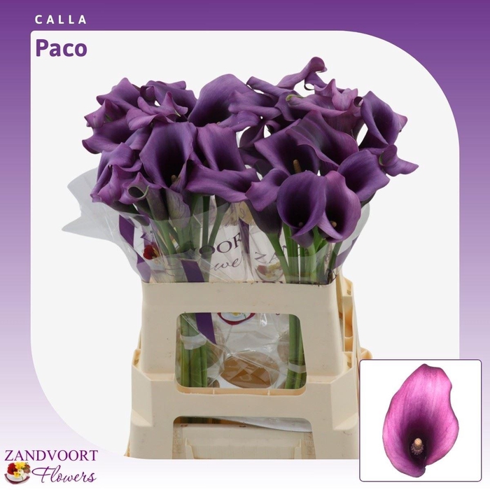 <h4>Calla Paco</h4>