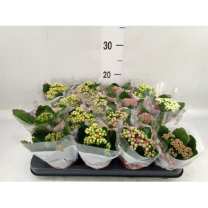 Kalanchoe blos. 'RoyalDon'   ..mix