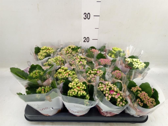 <h4>Kalanchoe blos. 'RoyalDon' ..mix</h4>