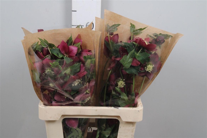 <h4>Hell Or Queens Red</h4>