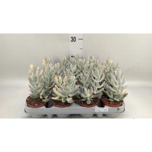 Succulents   ...
