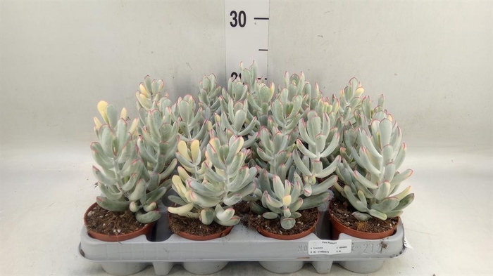 <h4>Succulents   ...</h4>