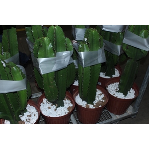 CACTUS EUPHORBIA MANDACARU P30