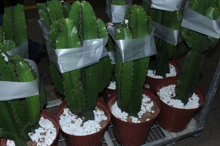 CACTUS EUPHORBIA MANDACARU P30