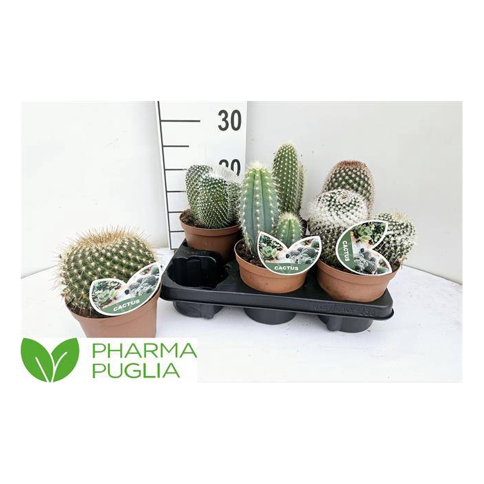 <h4>Cactus mix 14Ø 20cm</h4>