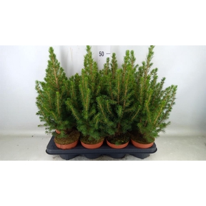 Picea glauca 'Conica'